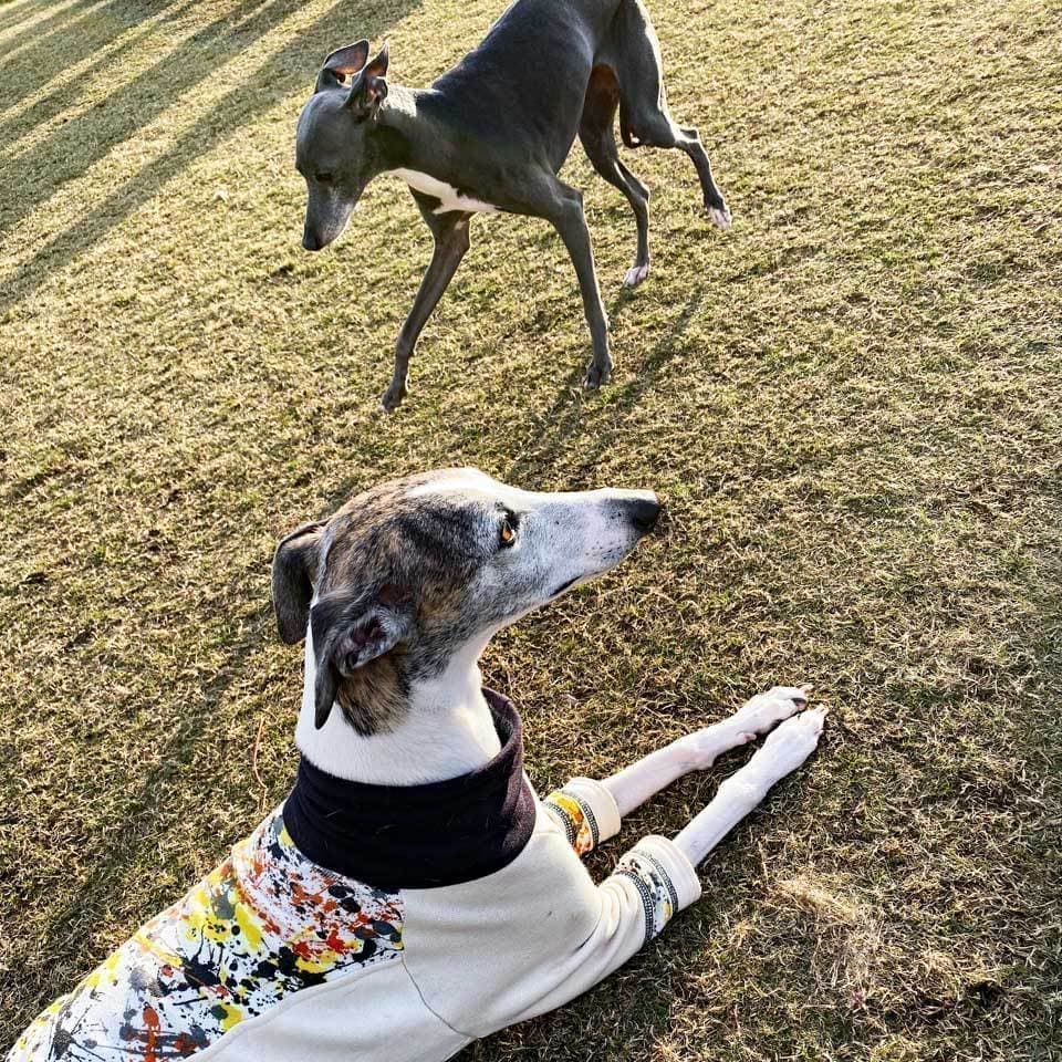 イタグレとウィペットの違い