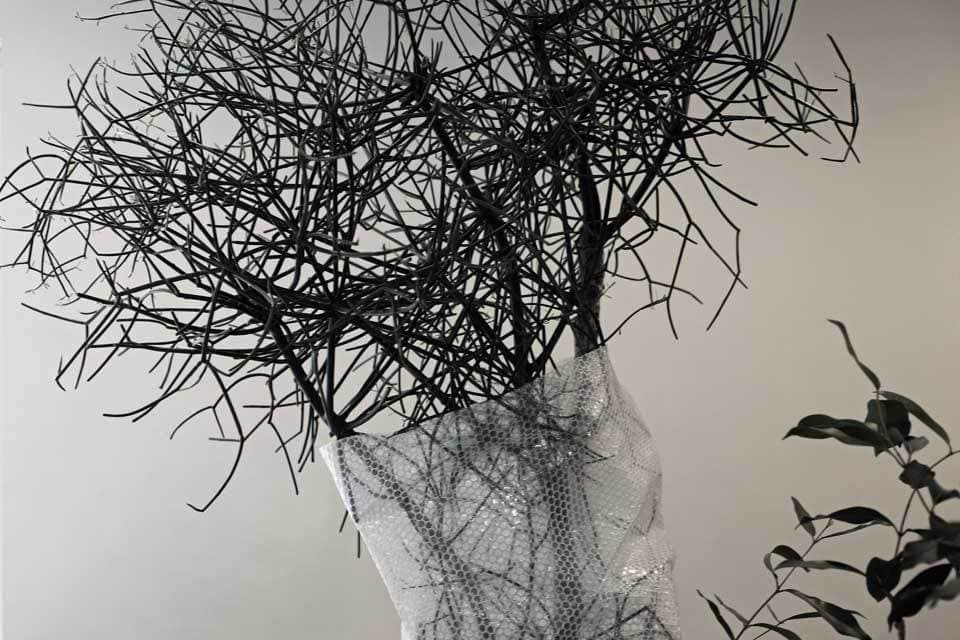 ミルクブッシュアマゾンオリーブ