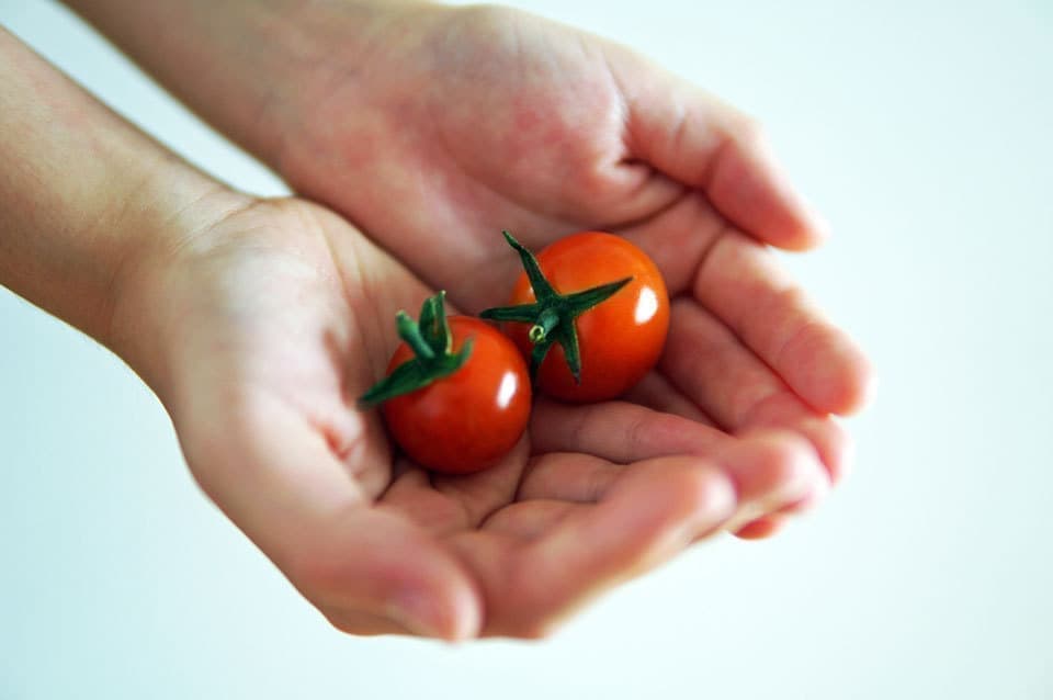 学校菜園ミニトマト