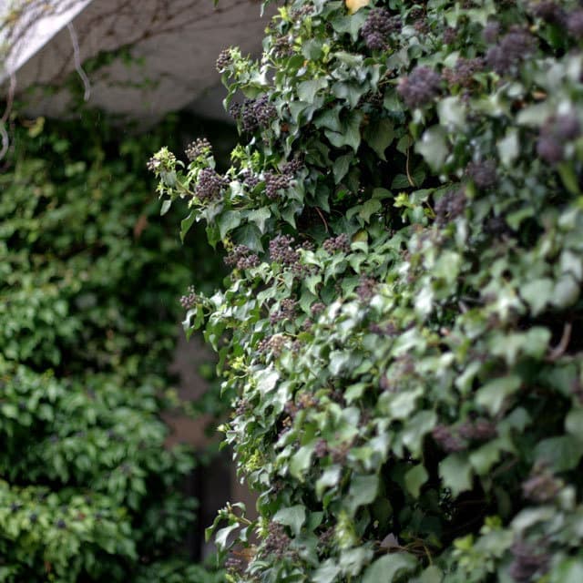 軽井沢の精肉店