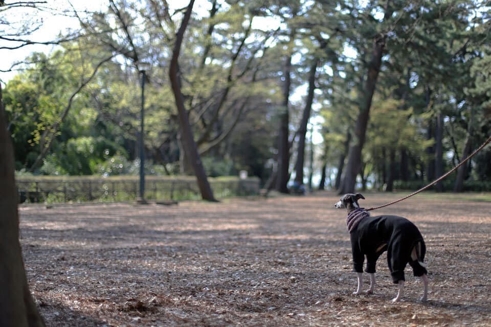 大倉山記念館ウィペットanyyエニイ