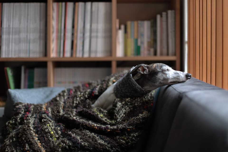 犬と暮らすウィペットanyyエニイ