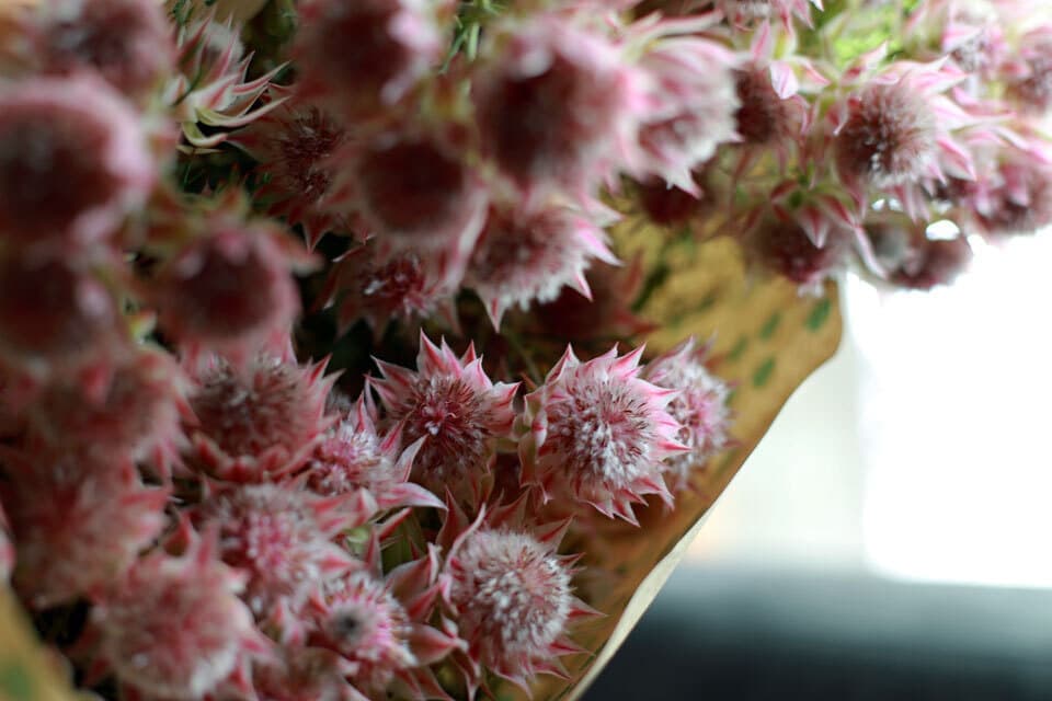 セルリアネイティブプランツanyy