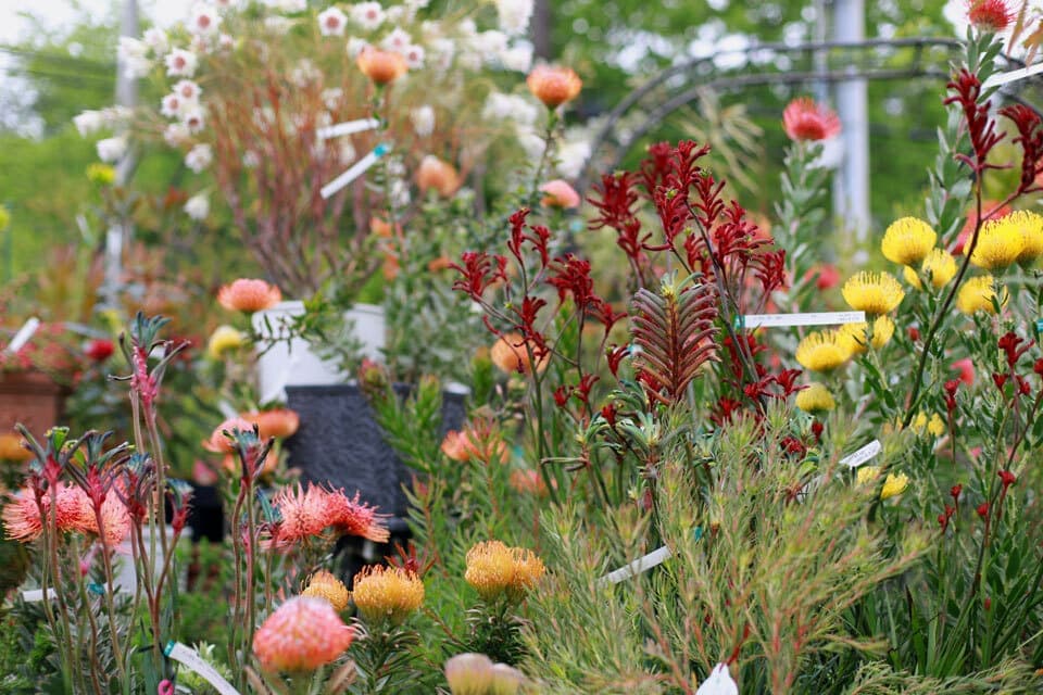 オージープランツネイティブプランツ