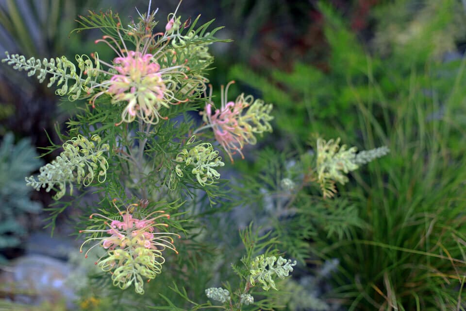 オージープランツネイティブプランツグレビレア