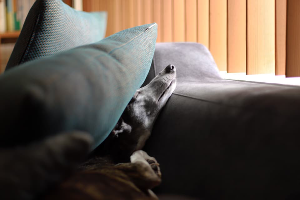 ウィペットのハナさんanyy